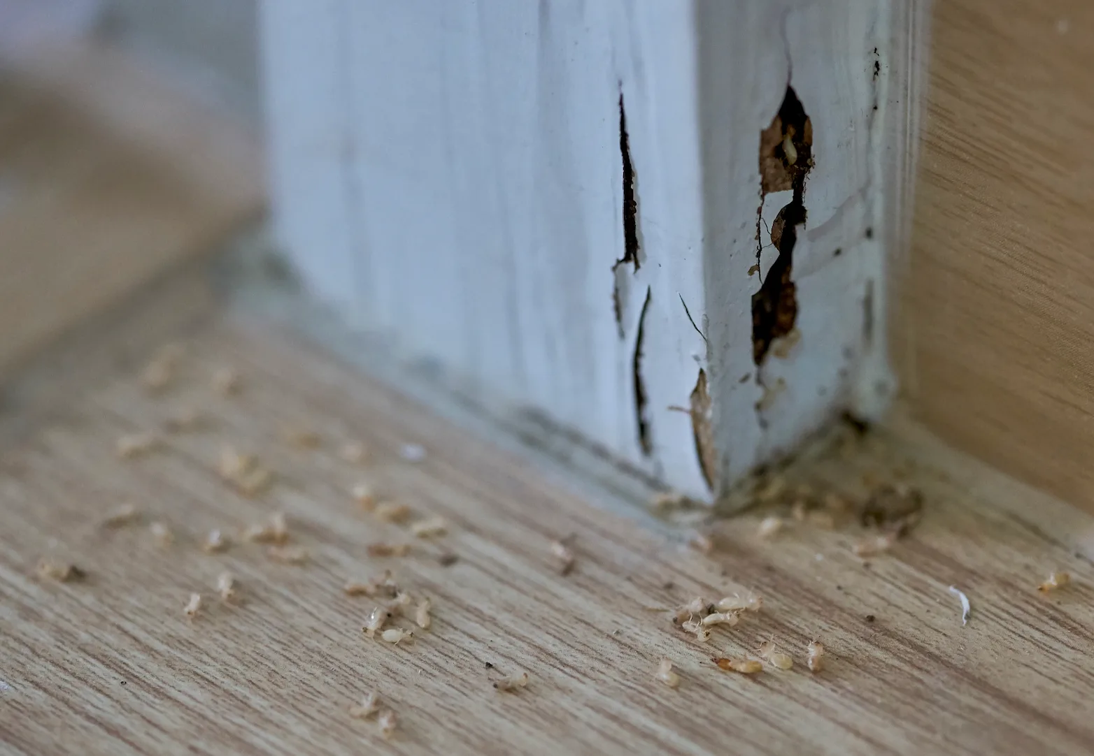 Termite Control
